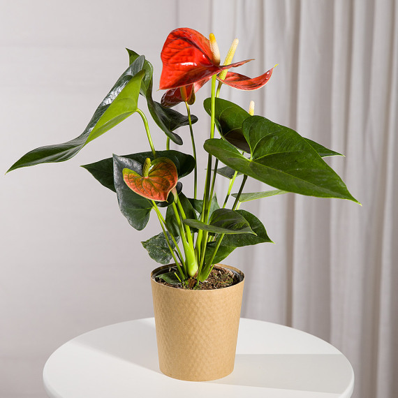 Aquarium Planted Tree - Coral Anthurium Plant