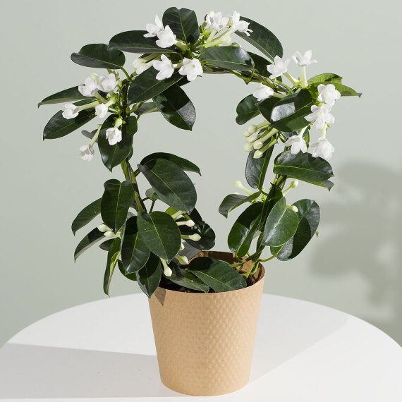 Aquarium Planted Tree - Stephanotis Plant