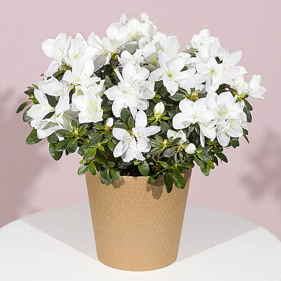 Aquarium Planted Tree - White Azalea Plant