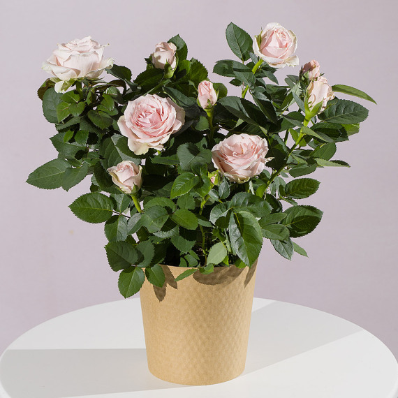 Aquarium Planted Tree - Pink Rose Plant