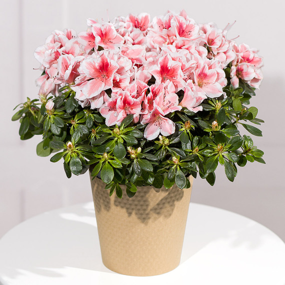Aquarium Planted Tree - Pink Azalea Plant