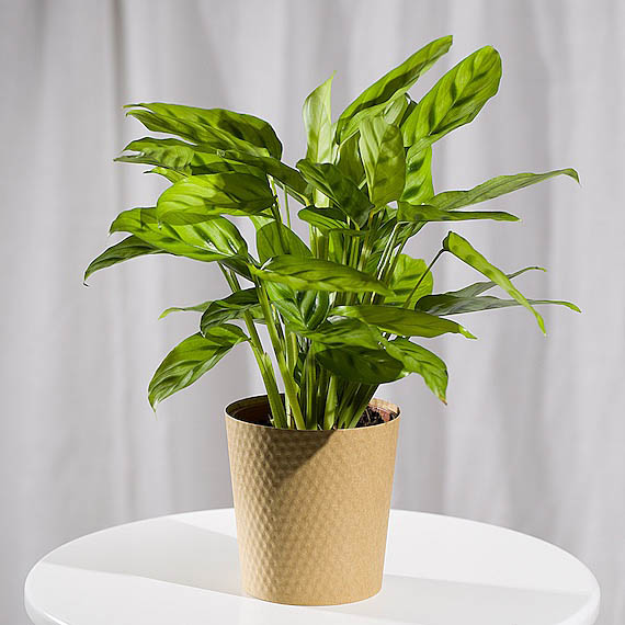 Aquarium Planted Tree - Calathea Plant