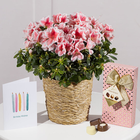 Aquarium Planted Tree - Happy Birthday Azalea Gift