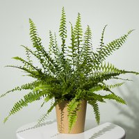 Boston Fern Plant - Aquarium Planted Tree review and price