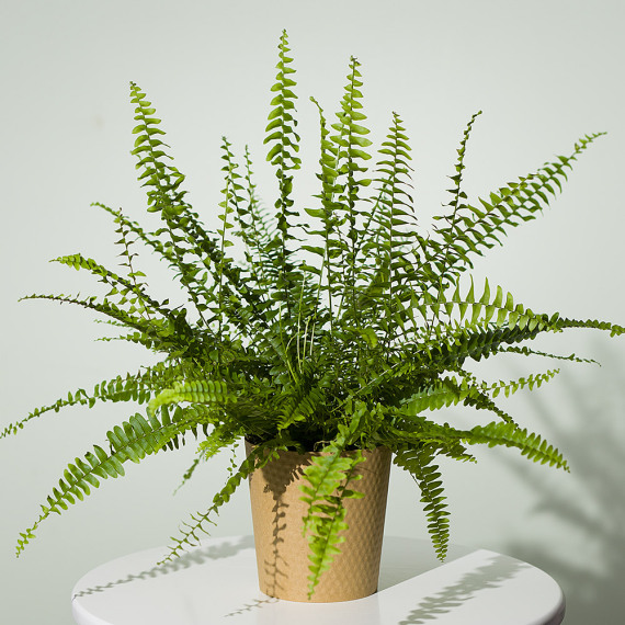 Boston Fern Plant - Aquarium Planted Tree review and price