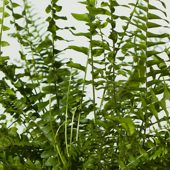 Boston Fern Plant - Aquarium Planted Tree review and price