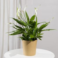 Peace Lily Plant - Aquarium Planted Tree review and price
