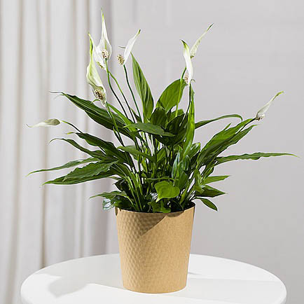 Peace Lily Plant - Aquarium Planted Tree review and price