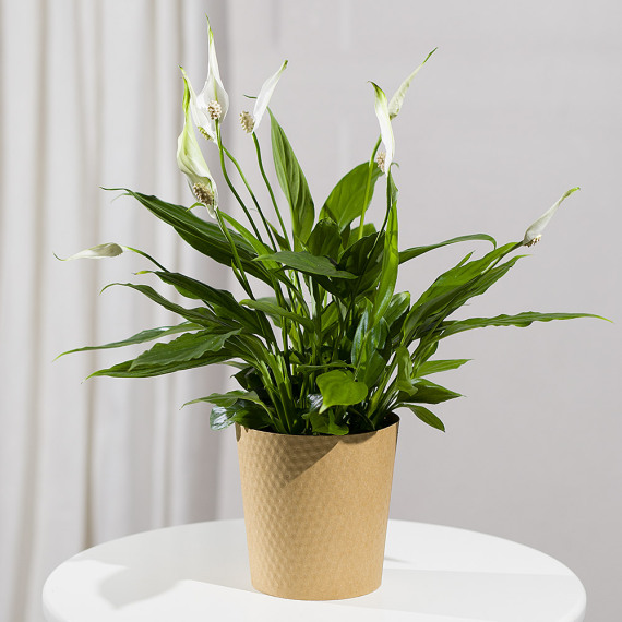 Peace Lily Plant - Aquarium Planted Tree review and price