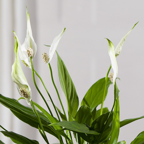 Peace Lily Plant - Aquarium Planted Tree review and price
