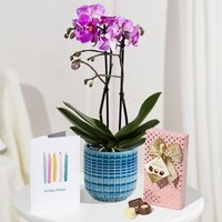 Phalaenopsis Birthday Gift - Aquarium Planted Tree review and price