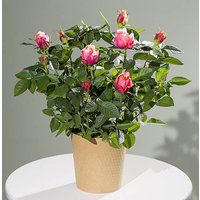 Autumn Rose Plant - Aquarium Planted Tree review and price