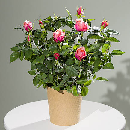 Autumn Rose Plant - Aquarium Planted Tree review and price