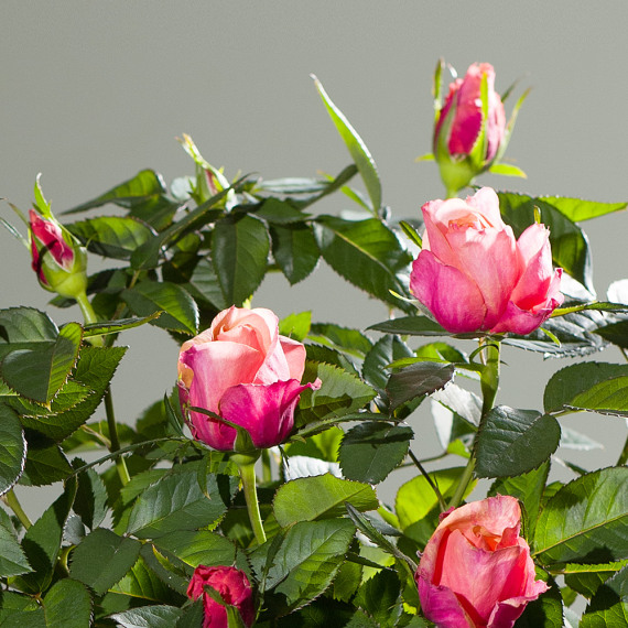 Autumn Rose Plant - Aquarium Planted Tree review and price