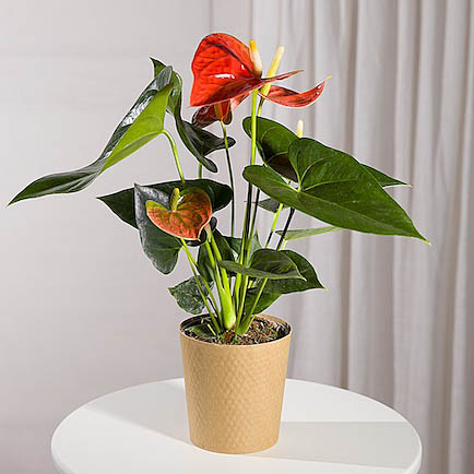 Coral Anthurium Plant - Aquarium Planted Tree review and price