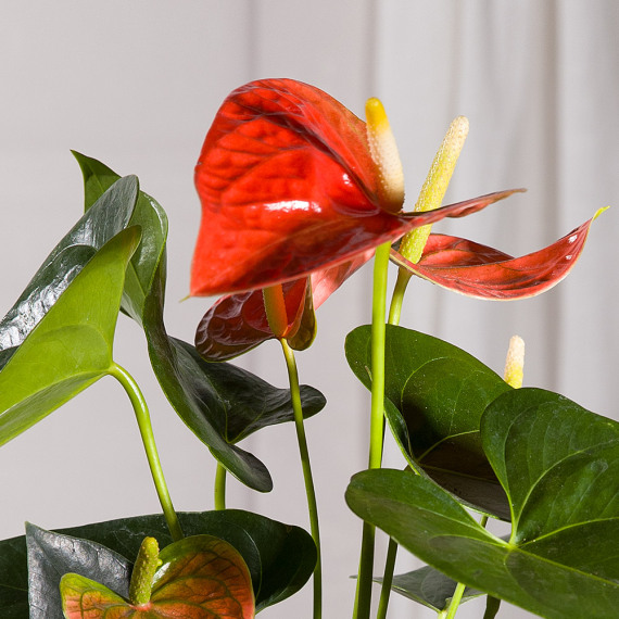Coral Anthurium Plant - Aquarium Planted Tree review and price