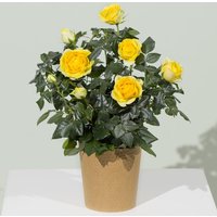 Yellow Rose Plant - Aquarium Planted Tree review and price