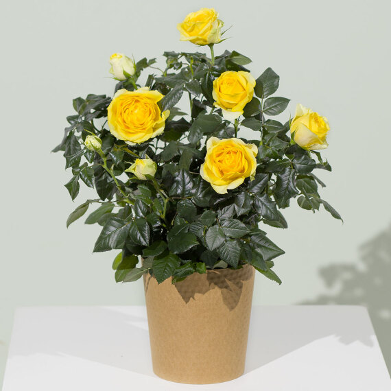 Yellow Rose Plant - Aquarium Planted Tree review and price