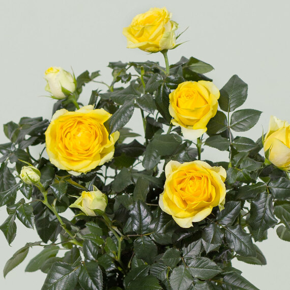 Yellow Rose Plant - Aquarium Planted Tree review and price