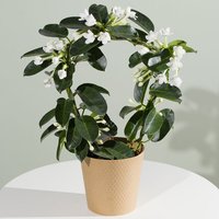 Stephanotis Plant - Aquarium Planted Tree review and price