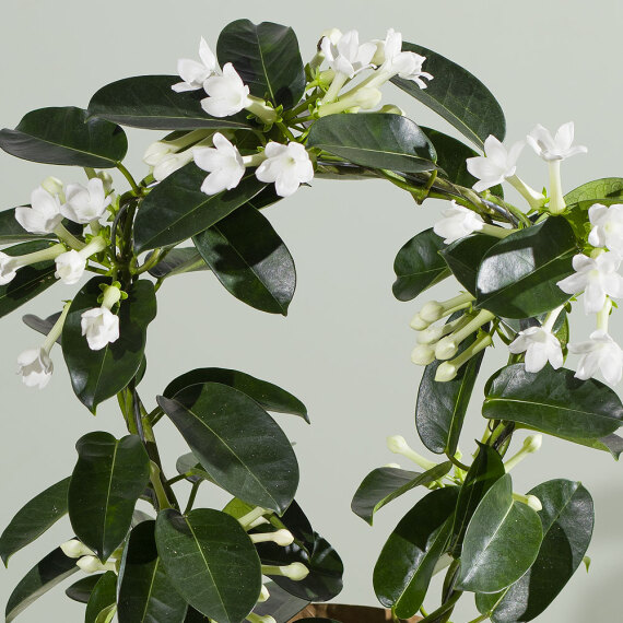 Stephanotis Plant - Aquarium Planted Tree review and price