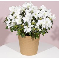 White Azalea Plant - Aquarium Planted Tree review and price