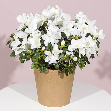 White Azalea Plant - Aquarium Planted Tree review and price