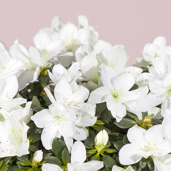 White Azalea Plant - Aquarium Planted Tree review and price