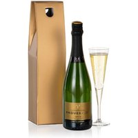 Champagne Choice - Aquarium Planted Tree review and price
