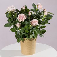 Pink Rose Plant - Aquarium Planted Tree review and price