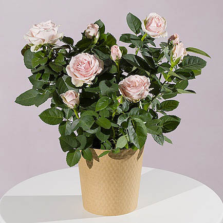 Pink Rose Plant - Aquarium Planted Tree review and price