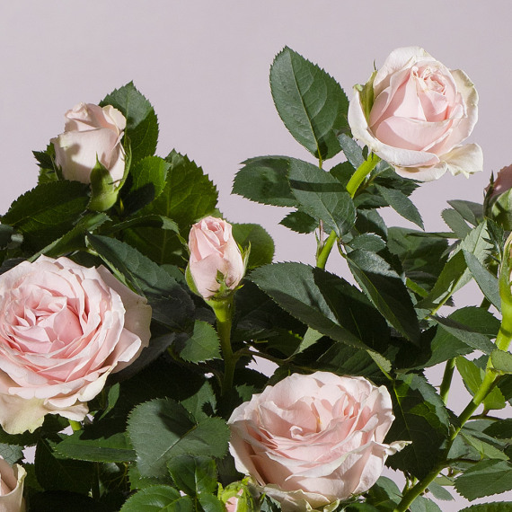 Pink Rose Plant - Aquarium Planted Tree review and price