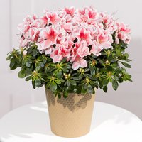 Pink Azalea Plant - Aquarium Planted Tree review and price