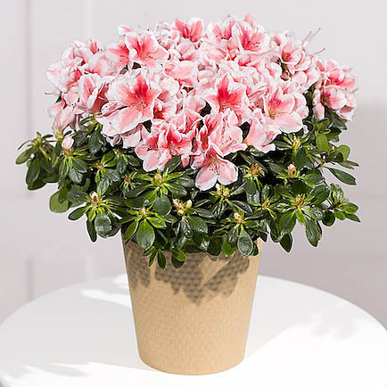 Pink Azalea Plant - Aquarium Planted Tree review and price