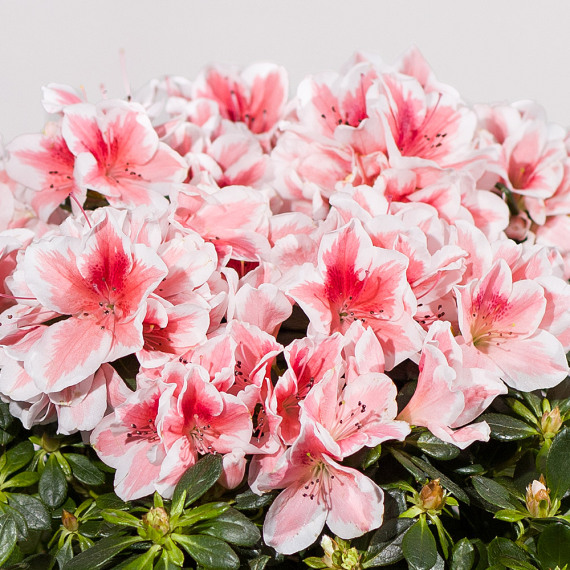 Pink Azalea Plant - Aquarium Planted Tree review and price