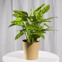 Calathea Plant - Aquarium Planted Tree review and price