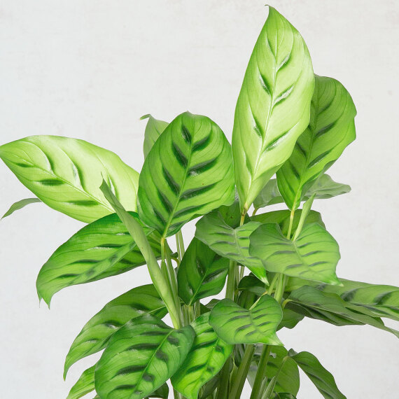 Calathea Plant - Aquarium Planted Tree review and price