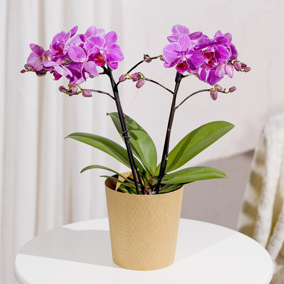 Phalaenopsis Orchid - Aquarium Planted Tree review and price
