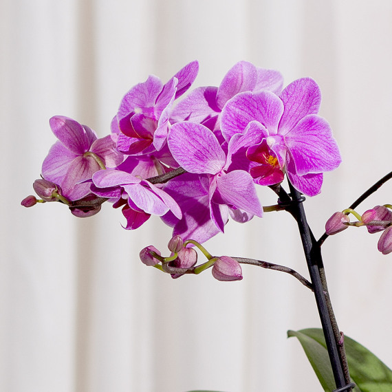 Phalaenopsis Orchid - Aquarium Planted Tree review and price