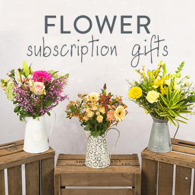 Hand Tied 6 Month Flower Gift - Aquarium Planted Tree review and price